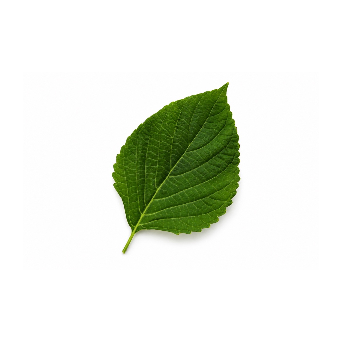 Green Perilla Leaves product