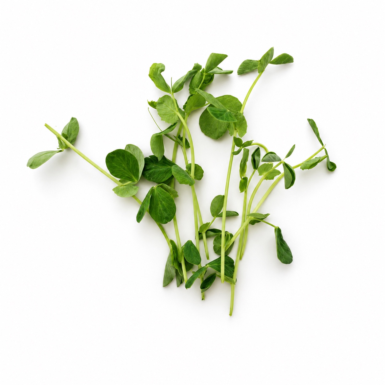 Fresh pea shoot microgreens