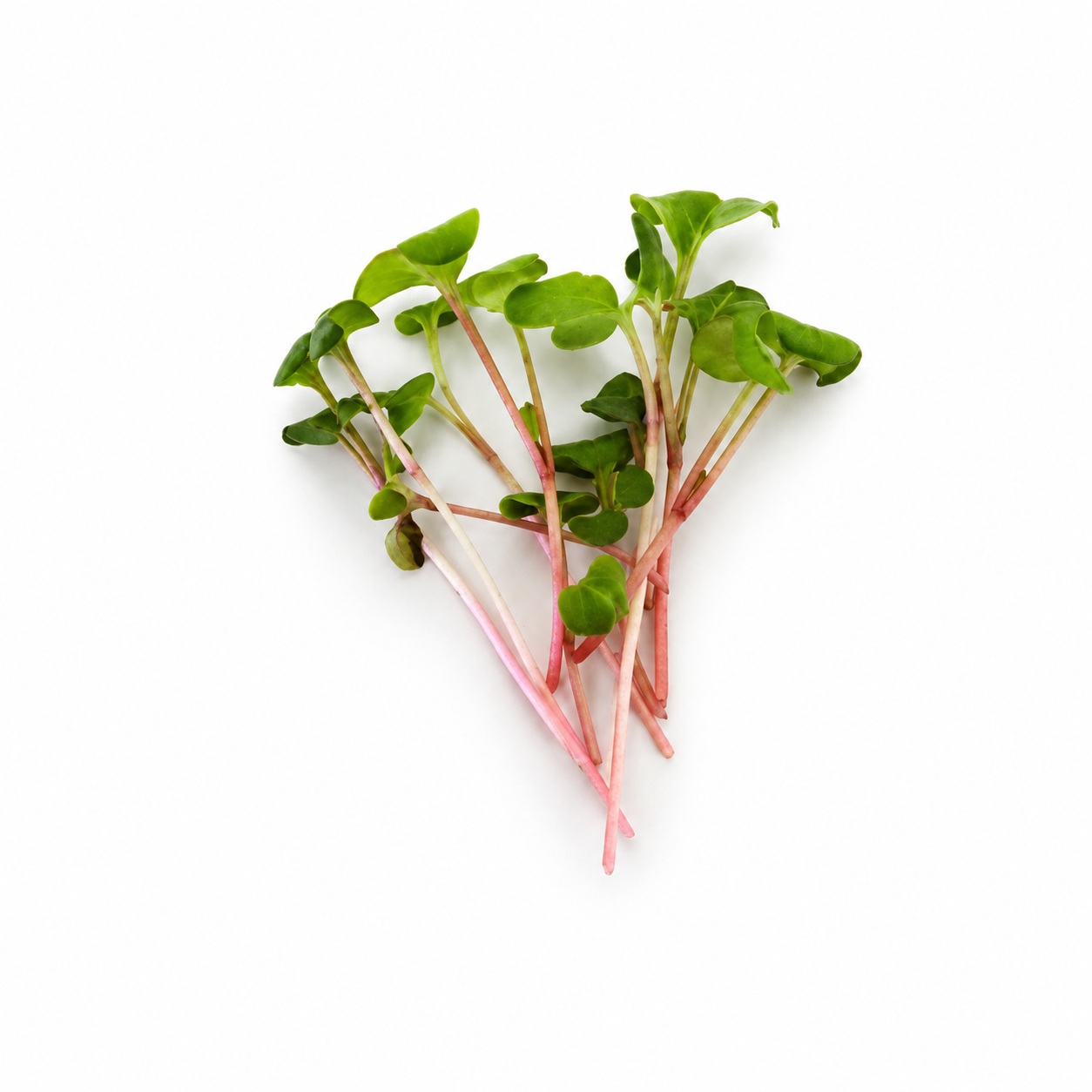 Ravanello Rosso microgreens